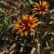 Janeba drsná 'Helios Fireball' - Heliopsis helianthoides 'Helios Fireball'