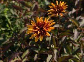 Janeba drsná 'Helios Fireball' - Heliopsis helianthoides 'Helios Fireball'