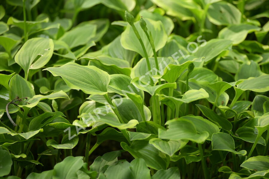Bohyška 'Golden Tiara' - Hosta 'Golden Tiara'