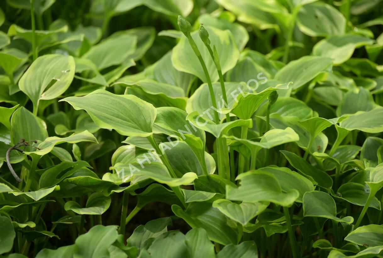 Bohyška 'Golden Tiara' - Hosta 'Golden Tiara'