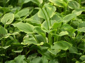 Bohyška 'Golden Tiara' - Hosta 'Golden Tiara'