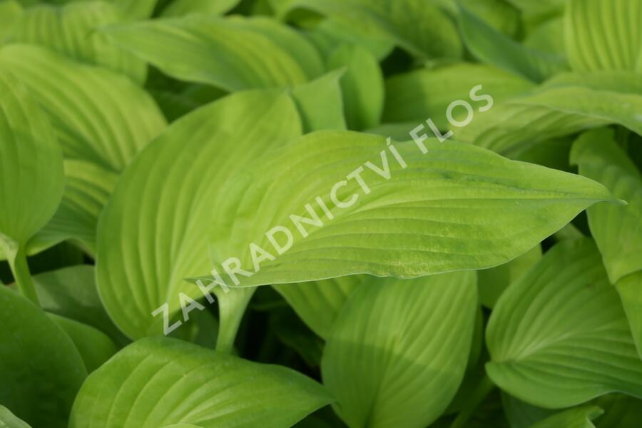 Bohyška 'August Moon' - Hosta 'August Moon'
