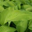 Bohyška 'August Moon' - Hosta 'August Moon'