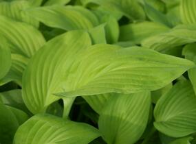 Bohyška 'August Moon' - Hosta 'August Moon'