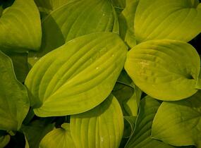 Bohyška 'August Moon' - Hosta 'August Moon'