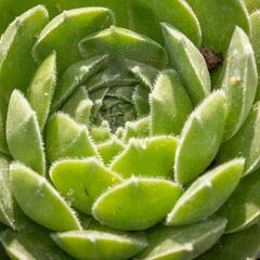 Netřesk velkokvětý - Sempervivum grandiflorum