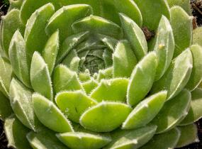 Netřesk velkokvětý - Sempervivum grandiflorum
