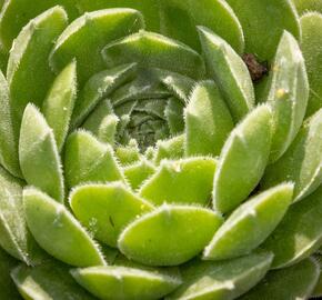 Netřesk velkokvětý - Sempervivum grandiflorum