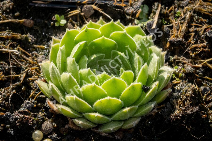 Netřesk velkokvětý - Sempervivum grandiflorum