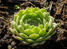 Netřesk velkokvětý - Sempervivum grandiflorum