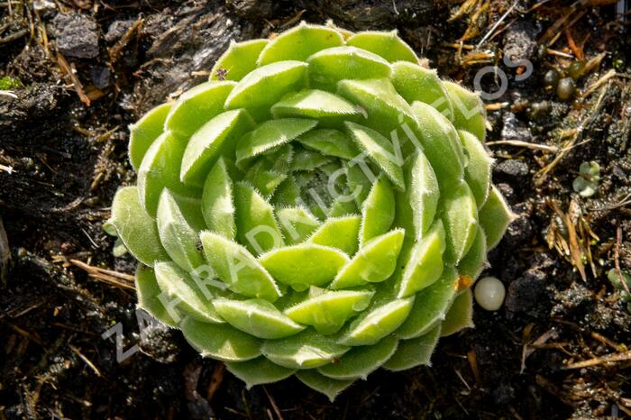 Netřesk velkokvětý - Sempervivum grandiflorum