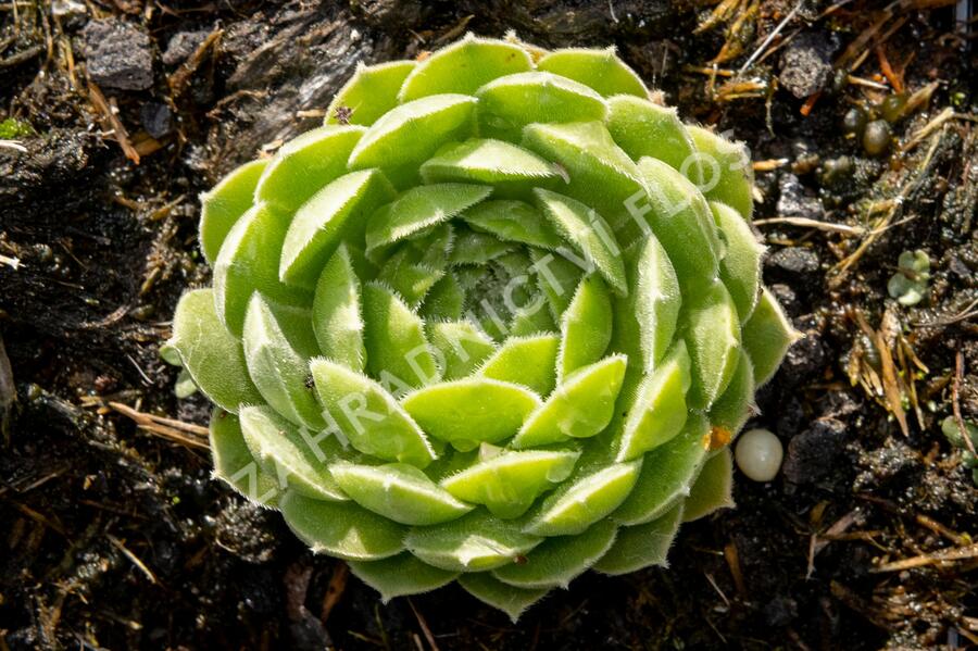 Netřesk velkokvětý - Sempervivum grandiflorum