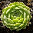 Netřesk velkokvětý - Sempervivum grandiflorum