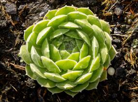 Netřesk velkokvětý - Sempervivum grandiflorum