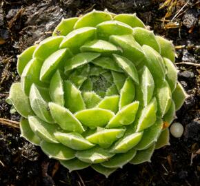 Netřesk velkokvětý - Sempervivum grandiflorum