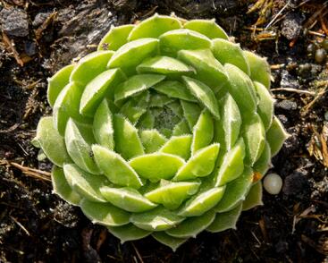 Netřesk velkokvětý