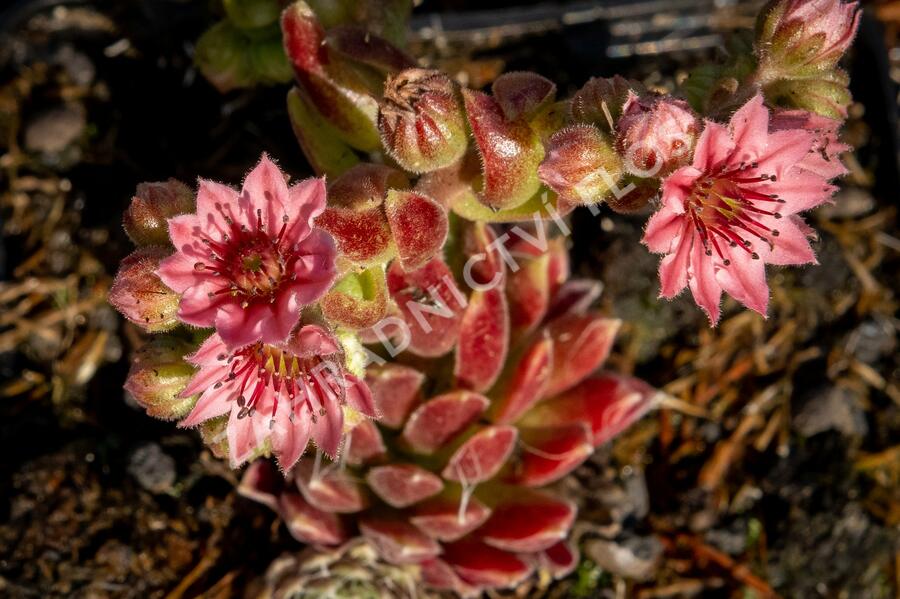 Netřesk pavučinatý 'Rubrum' - Sempervivum arachnoideum 'Rubrum'