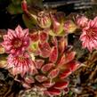 Netřesk pavučinatý 'Rubrum' - Sempervivum arachnoideum 'Rubrum'