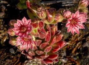Netřesk pavučinatý 'Rubrum' - Sempervivum arachnoideum 'Rubrum'