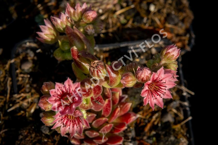 Netřesk pavučinatý 'Rubrum' - Sempervivum arachnoideum 'Rubrum'