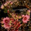 Netřesk pavučinatý 'Rubrum' - Sempervivum arachnoideum 'Rubrum'