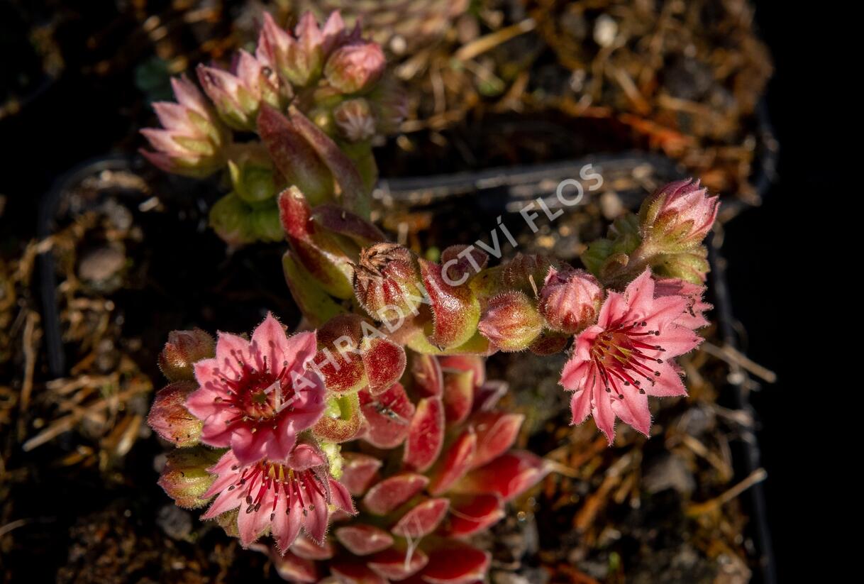 Netřesk pavučinatý 'Rubrum' - Sempervivum arachnoideum 'Rubrum'