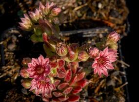 Netřesk pavučinatý 'Rubrum' - Sempervivum arachnoideum 'Rubrum'