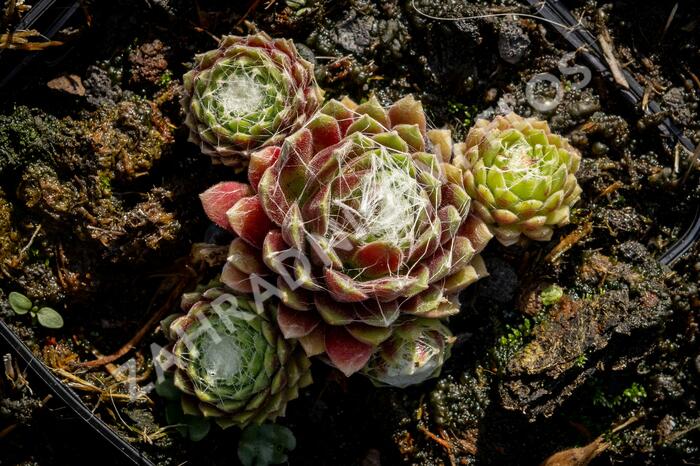Netřesk pavučinatý 'Rubrum' - Sempervivum arachnoideum 'Rubrum'
