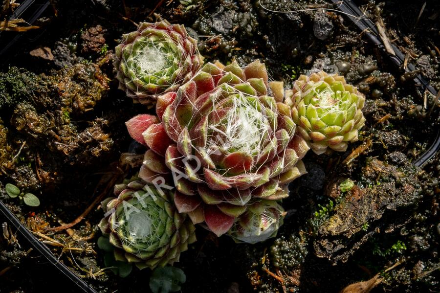Netřesk pavučinatý 'Rubrum' - Sempervivum arachnoideum 'Rubrum'