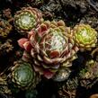 Netřesk pavučinatý 'Rubrum' - Sempervivum arachnoideum 'Rubrum'