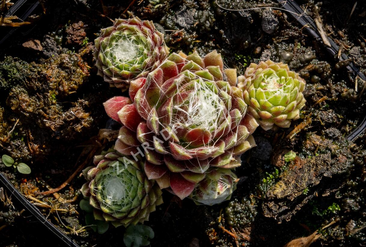 Netřesk pavučinatý 'Rubrum' - Sempervivum arachnoideum 'Rubrum'