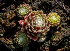 Netřesk pavučinatý 'Rubrum' - Sempervivum arachnoideum 'Rubrum'