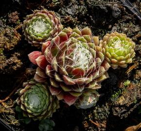 Netřesk pavučinatý 'Rubrum' - Sempervivum arachnoideum 'Rubrum'