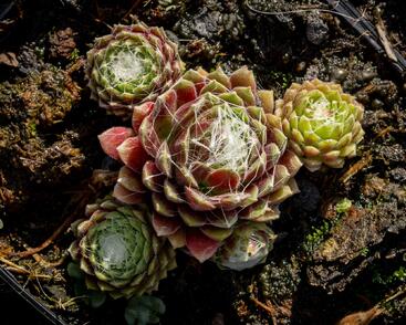 Netřesk pavučinatý 'Rubrum'