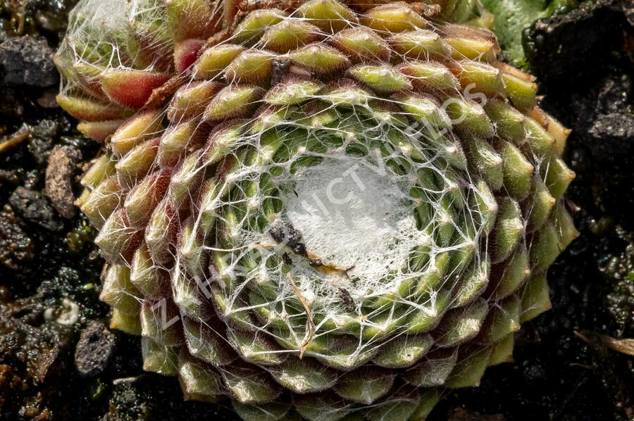Netřesk pavučinatý 'Rubrum' - Sempervivum arachnoideum 'Rubrum'