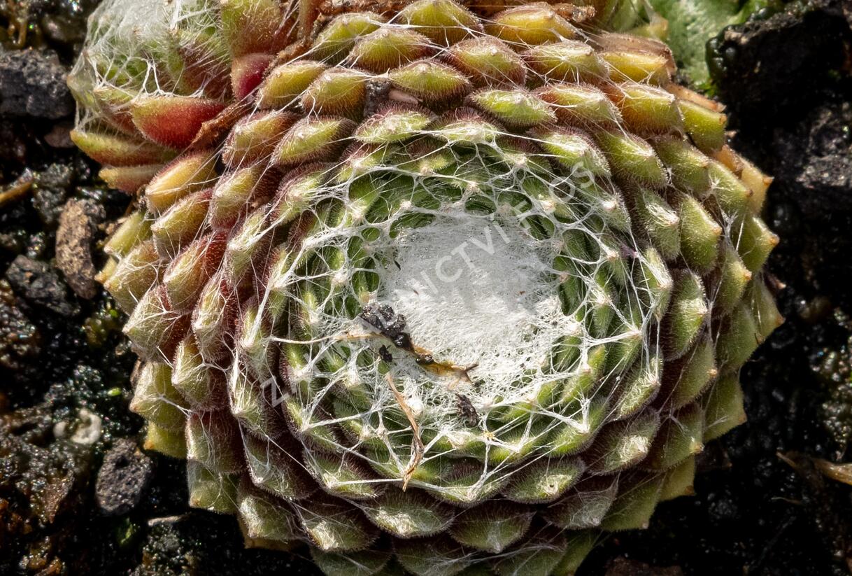 Netřesk pavučinatý 'Rubrum' - Sempervivum arachnoideum 'Rubrum'
