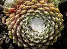 Netřesk pavučinatý 'Rubrum' - Sempervivum arachnoideum 'Rubrum'