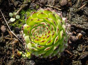 Netřesk ‘Fimbriatum’ - Sempervivum roseum ‘Fimbriatum’
