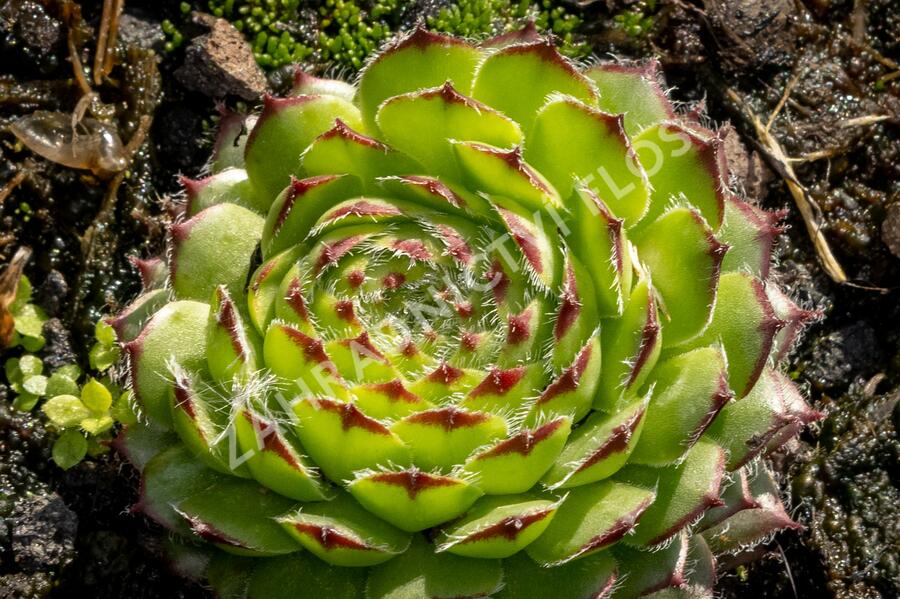 Netřesk ‘Fimbriatum’ - Sempervivum roseum ‘Fimbriatum’
