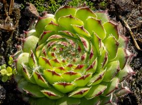 Netřesk ‘Fimbriatum’ - Sempervivum roseum ‘Fimbriatum’