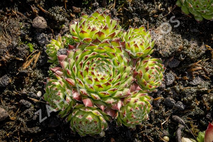 Netřesk ‘Fimbriatum’ - Sempervivum roseum ‘Fimbriatum’