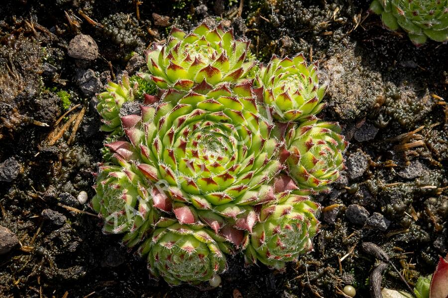 Netřesk ‘Fimbriatum’ - Sempervivum roseum ‘Fimbriatum’