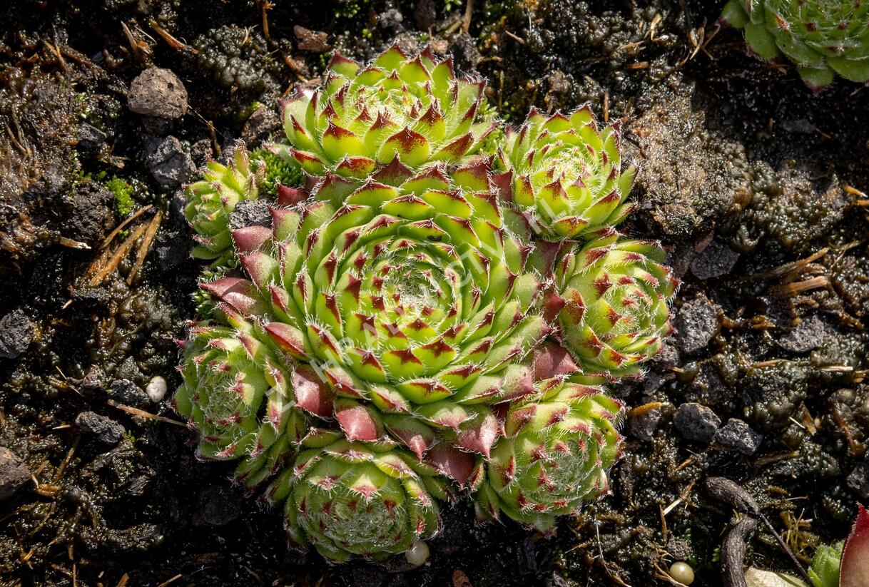 Netřesk ‘Fimbriatum’ - Sempervivum roseum ‘Fimbriatum’