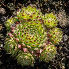 Netřesk ‘Fimbriatum’ - Sempervivum roseum ‘Fimbriatum’