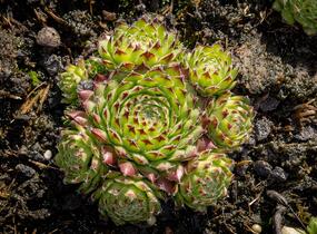 Netřesk ‘Fimbriatum’ - Sempervivum roseum ‘Fimbriatum’
