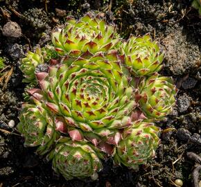 Netřesk ‘Fimbriatum’ - Sempervivum roseum ‘Fimbriatum’