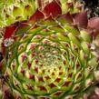 Netřesk ‘Fimbriatum’ - Sempervivum roseum ‘Fimbriatum’