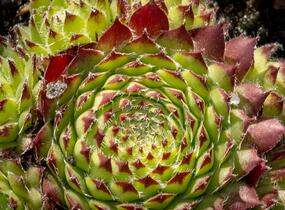 Netřesk ‘Fimbriatum’ - Sempervivum roseum ‘Fimbriatum’