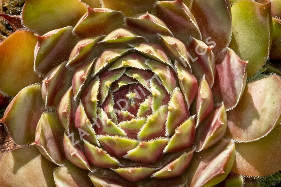 Netřesk - Sempervivum pyrenaicum