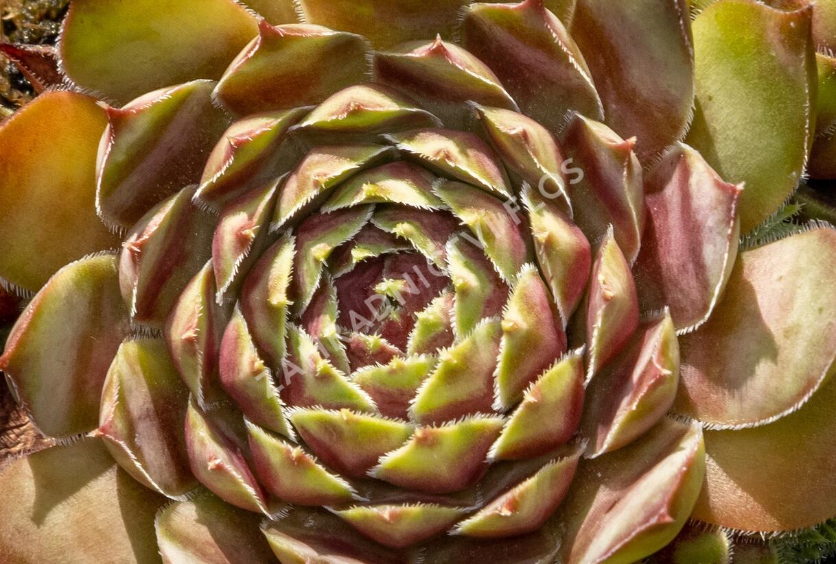 Netřesk - Sempervivum pyrenaicum